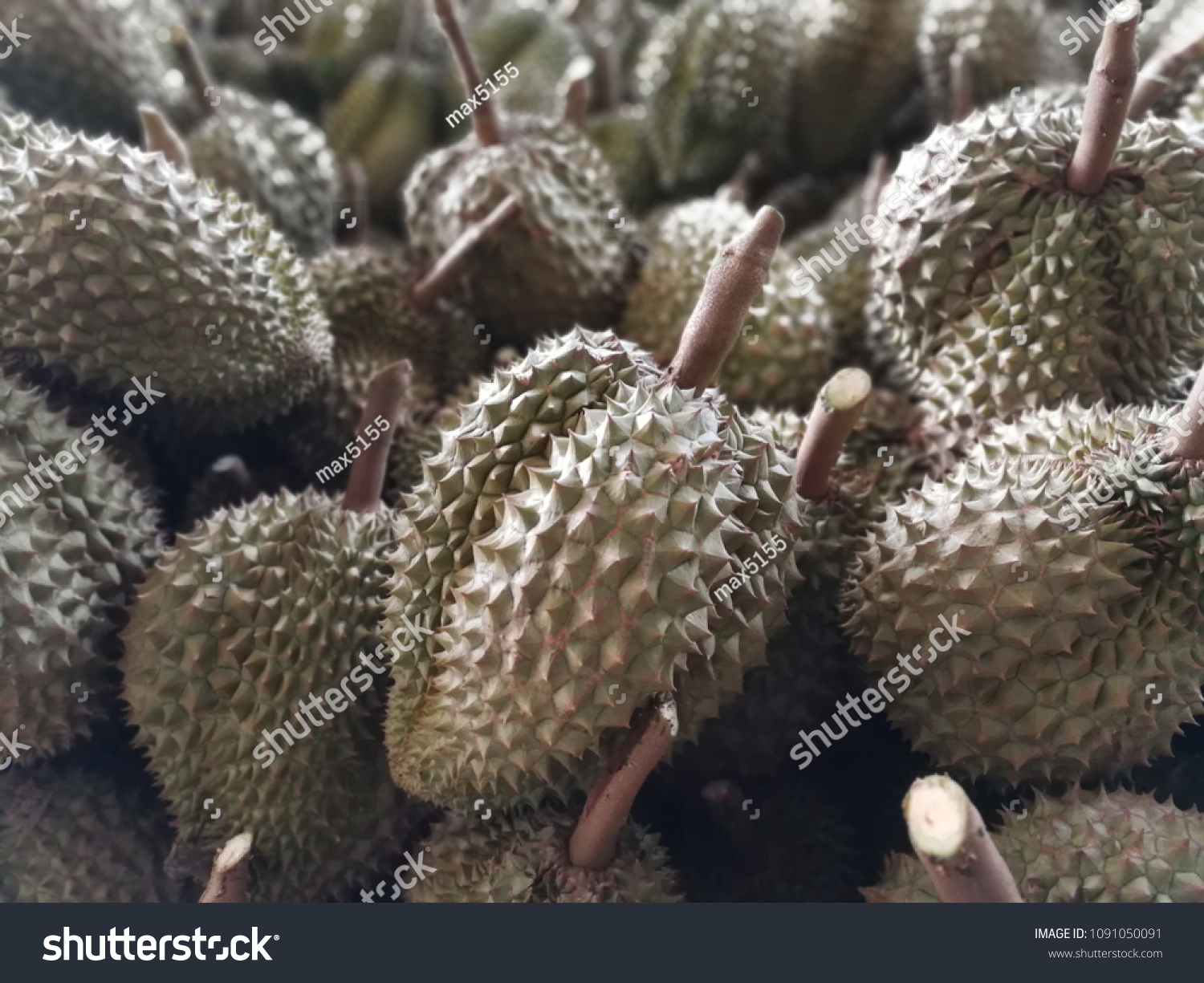 Durian Chantaburi Sweetest Frame Stock Photo 1091050091 Shutterstock