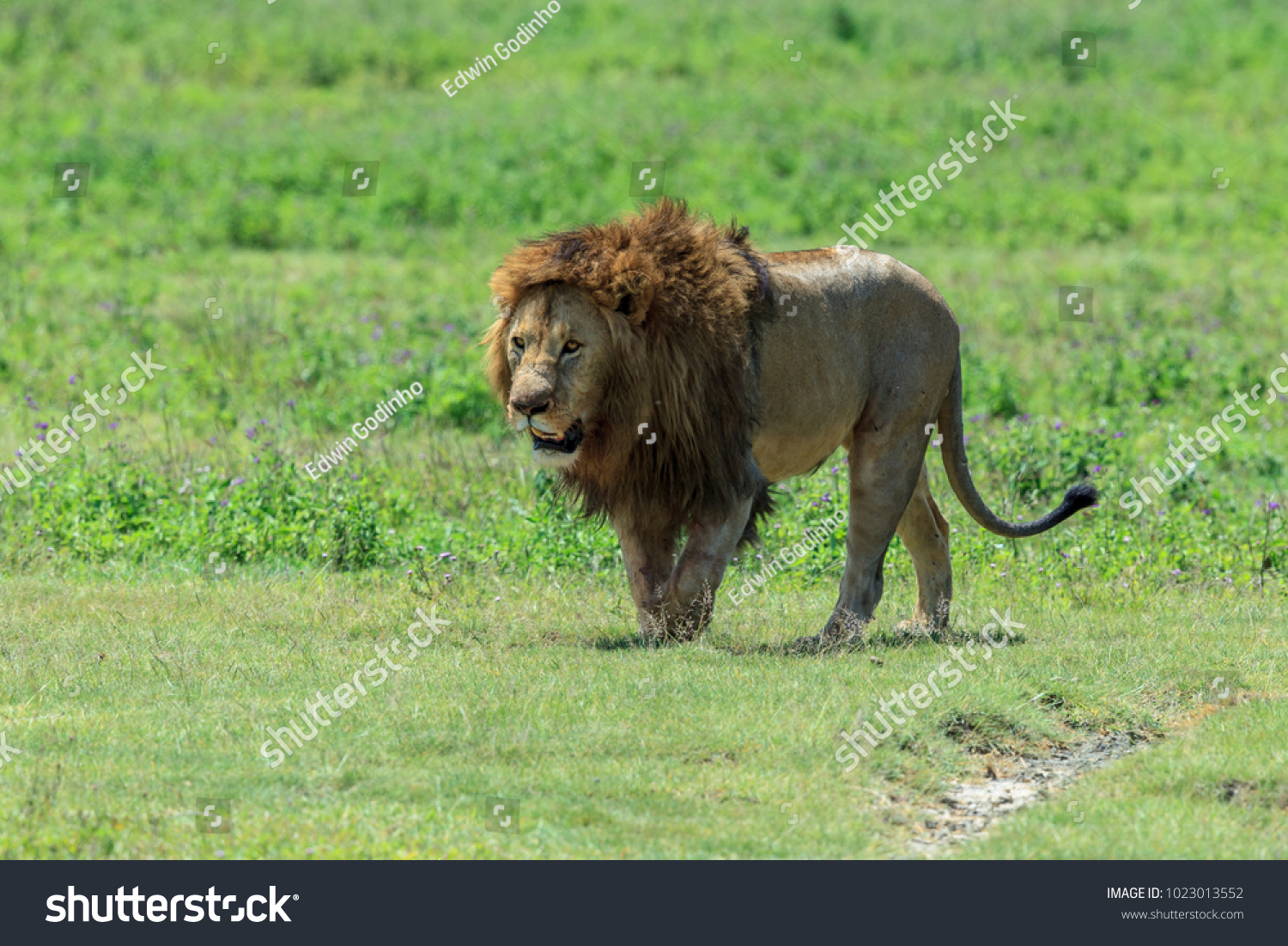 East African Lion Panthera Leo Melanochaita の写真素材 今すぐ編集