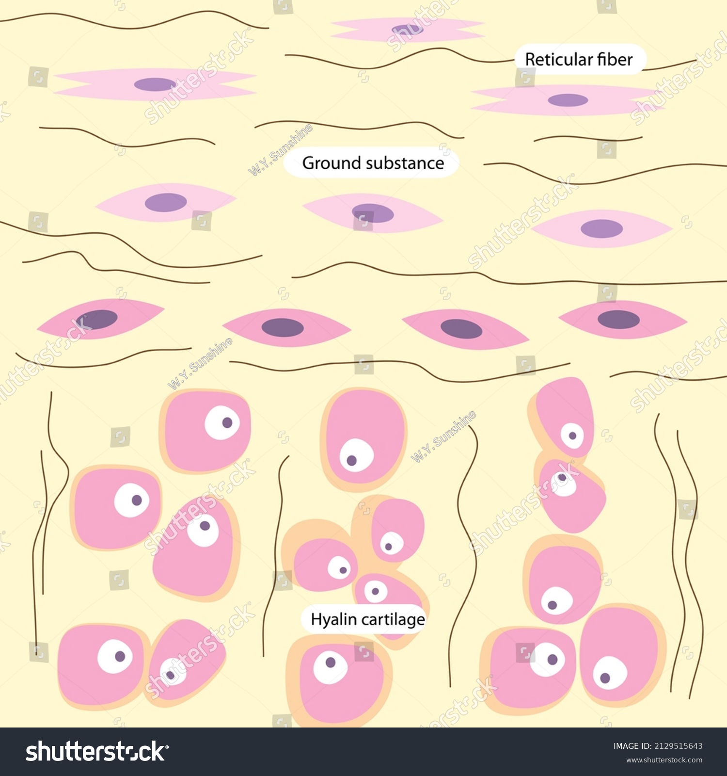 Education Chart Hyalin Cartilage Shows Reticular Stock Illustration ...