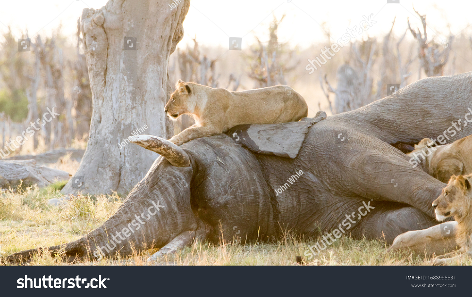 2,492 Lions hunting elephant Images, Stock Photos & Vectors | Shutterstock