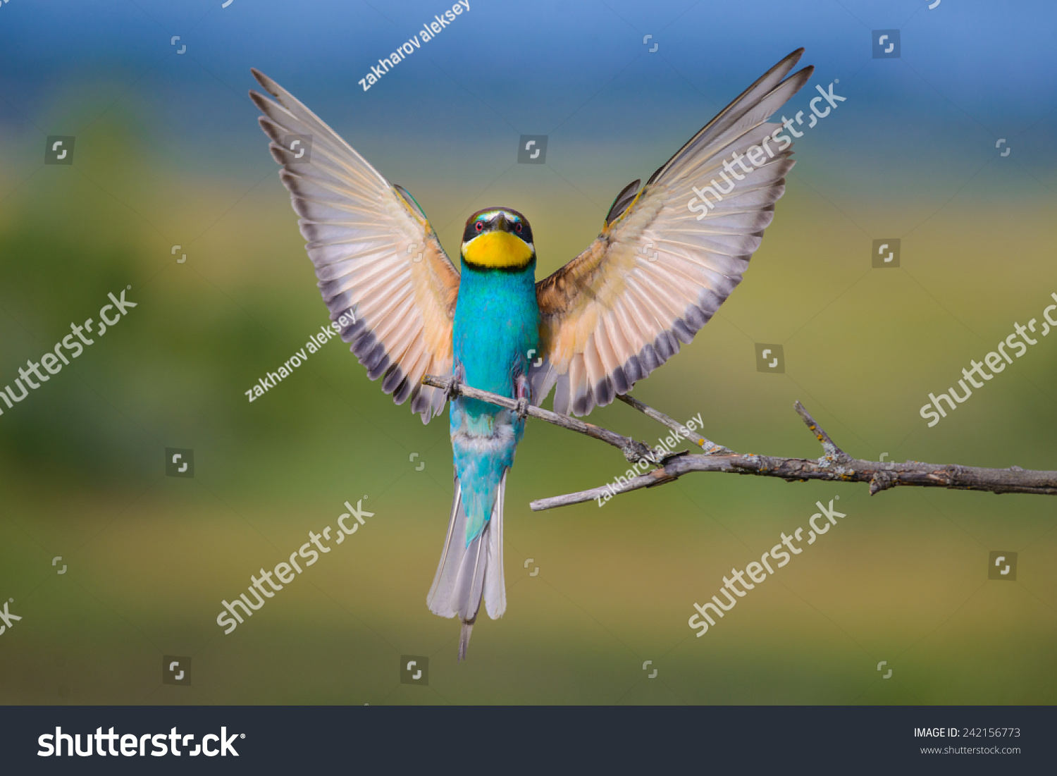 94,096 Open wings Images, Stock Photos & Vectors | Shutterstock