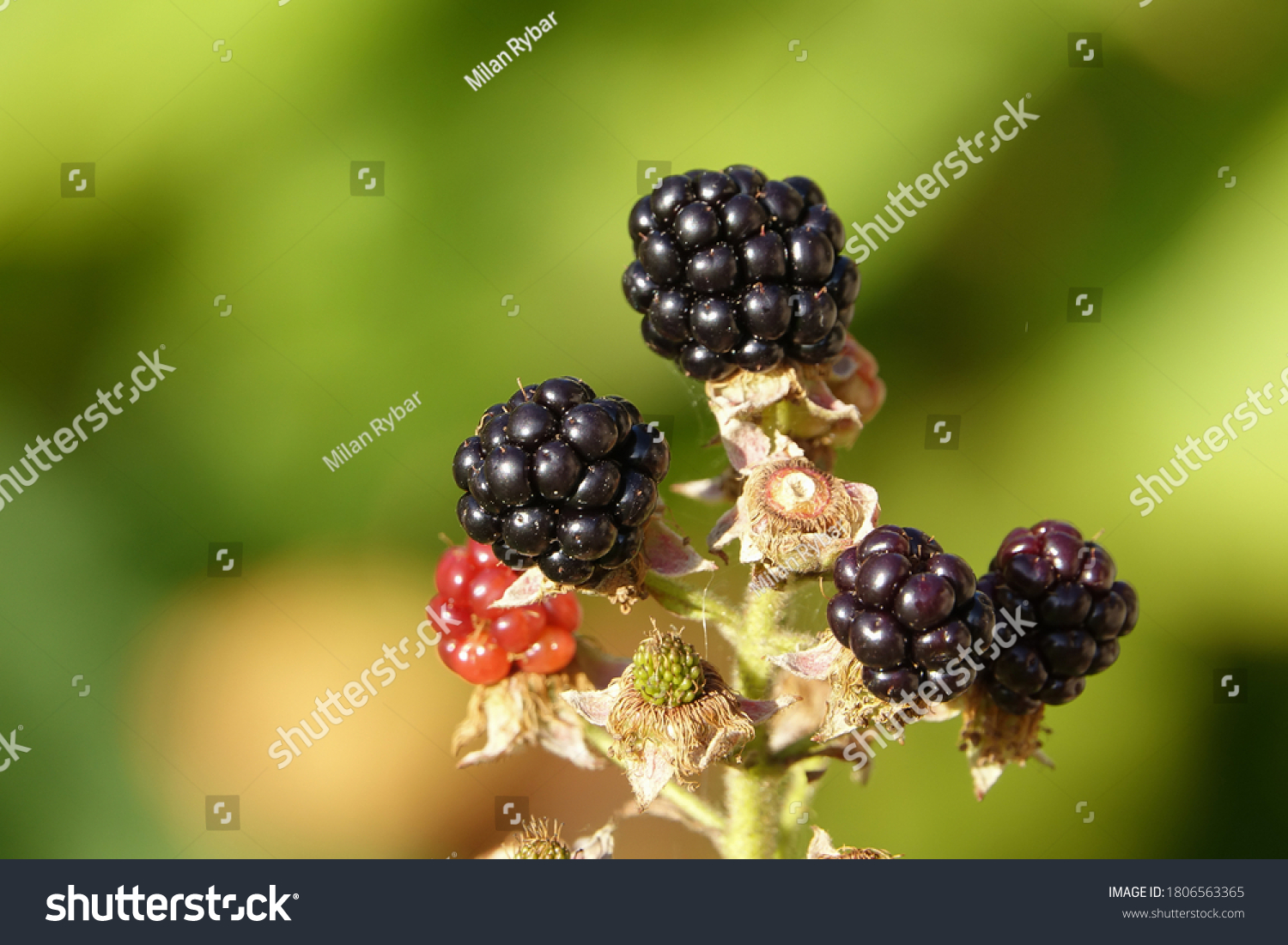 11 Rubus Fruticosus L 图片 库存照片和矢量图 Shutterstock