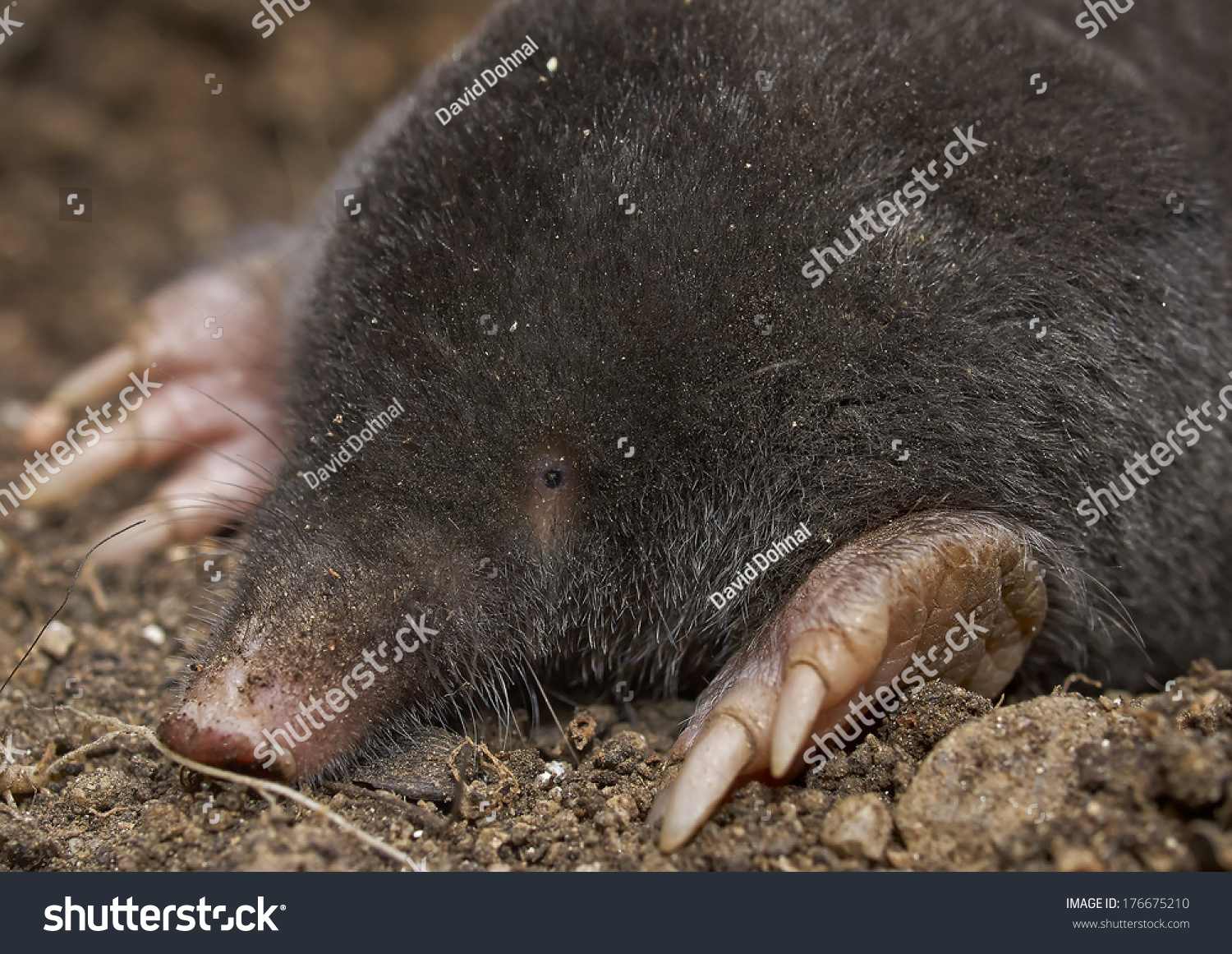 The European Mole Talpa Europaea Stock Photo 176675210 Shutterstock