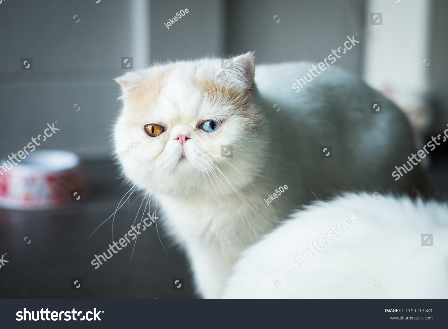 Exotic Shorthair Breed Cat Developed Be Stock Photo Edit Now