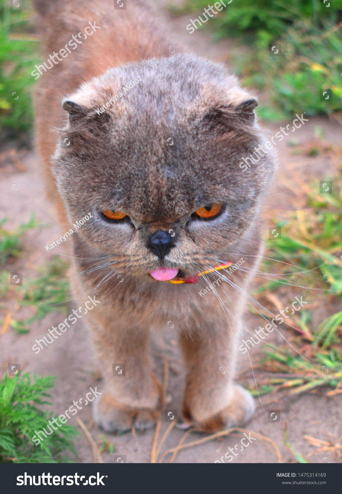 Exotic Shorthair Breed Cat Developed Be Stock Photo Edit Now