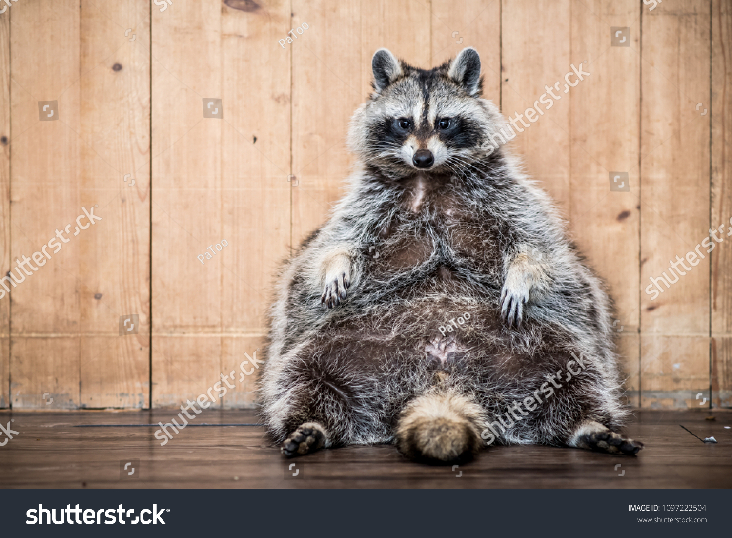 Fat Raccoon Images Stock Photos Vectors Shutterstock