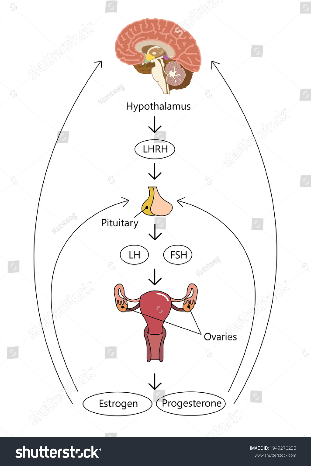 Hypothalamicpituitarygonadal Axis 7 รายการ ภาพ ภาพสต็อกและเวกเตอร์ Shutterstock