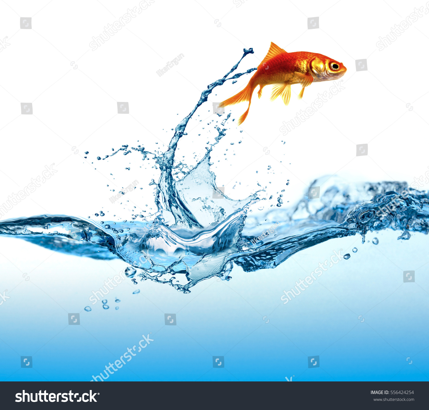 Fish Jumping Stock Photo 556424254 - Shutterstock