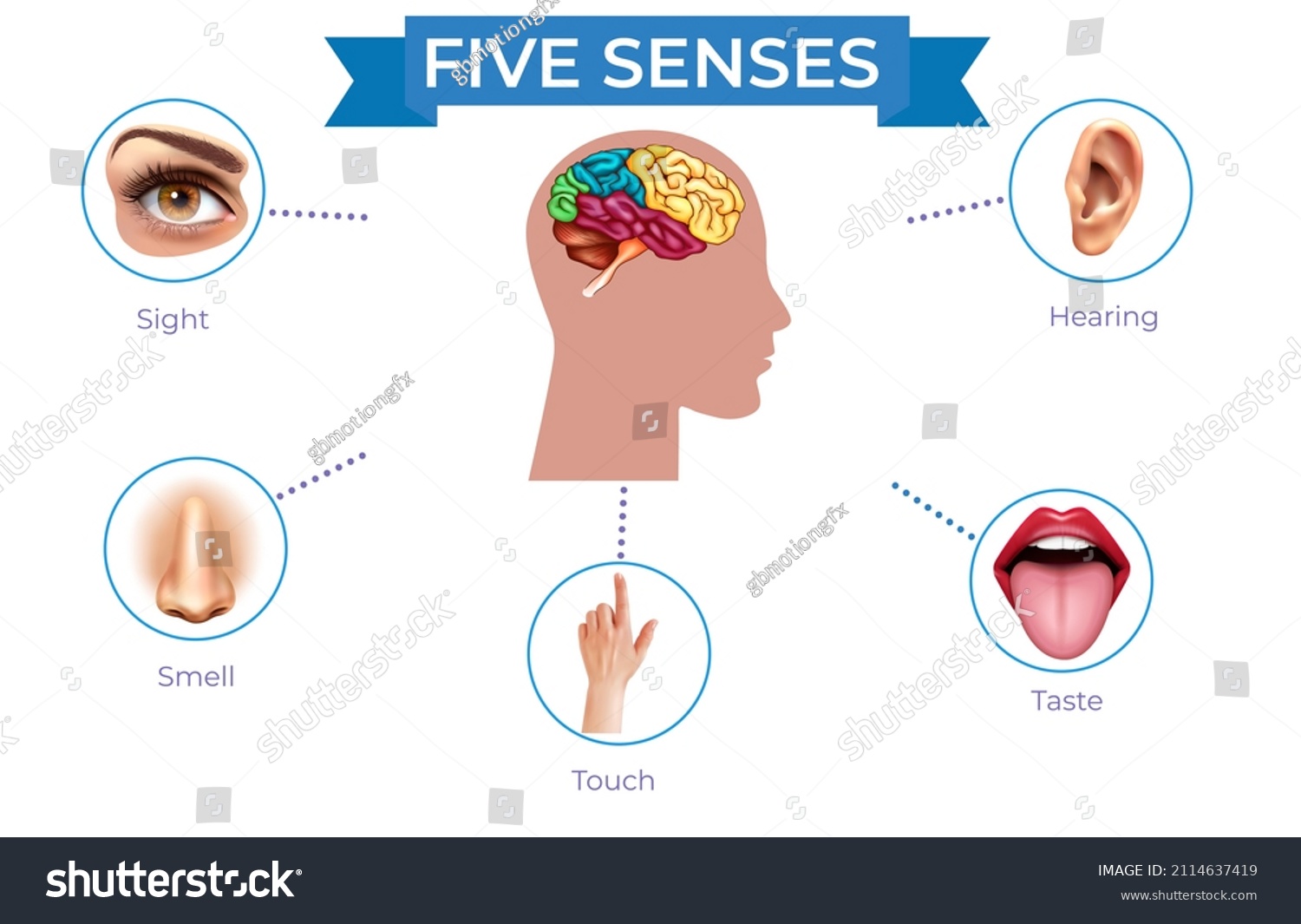 Five Human Senses Illustation Stock Illustration 2114637419 | Shutterstock