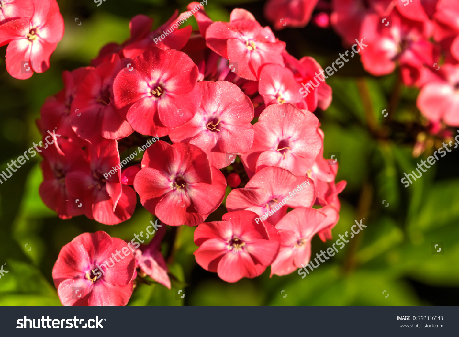Flower Red Phlox Growing Summer Garden Stock Photo Edit Now