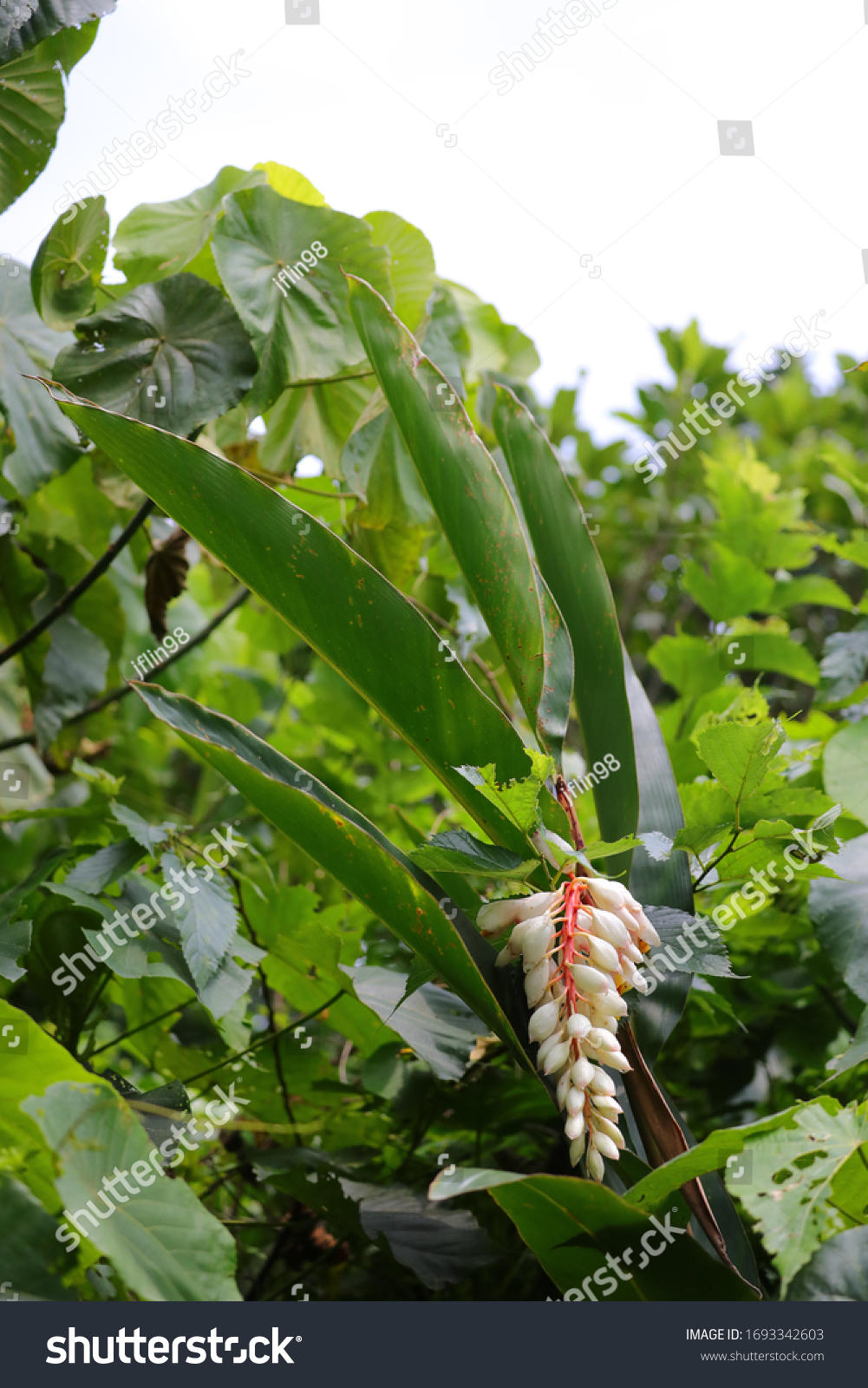 Flower Alpinia Zerumbet Which Commonly Known Stock Photo Edit Now