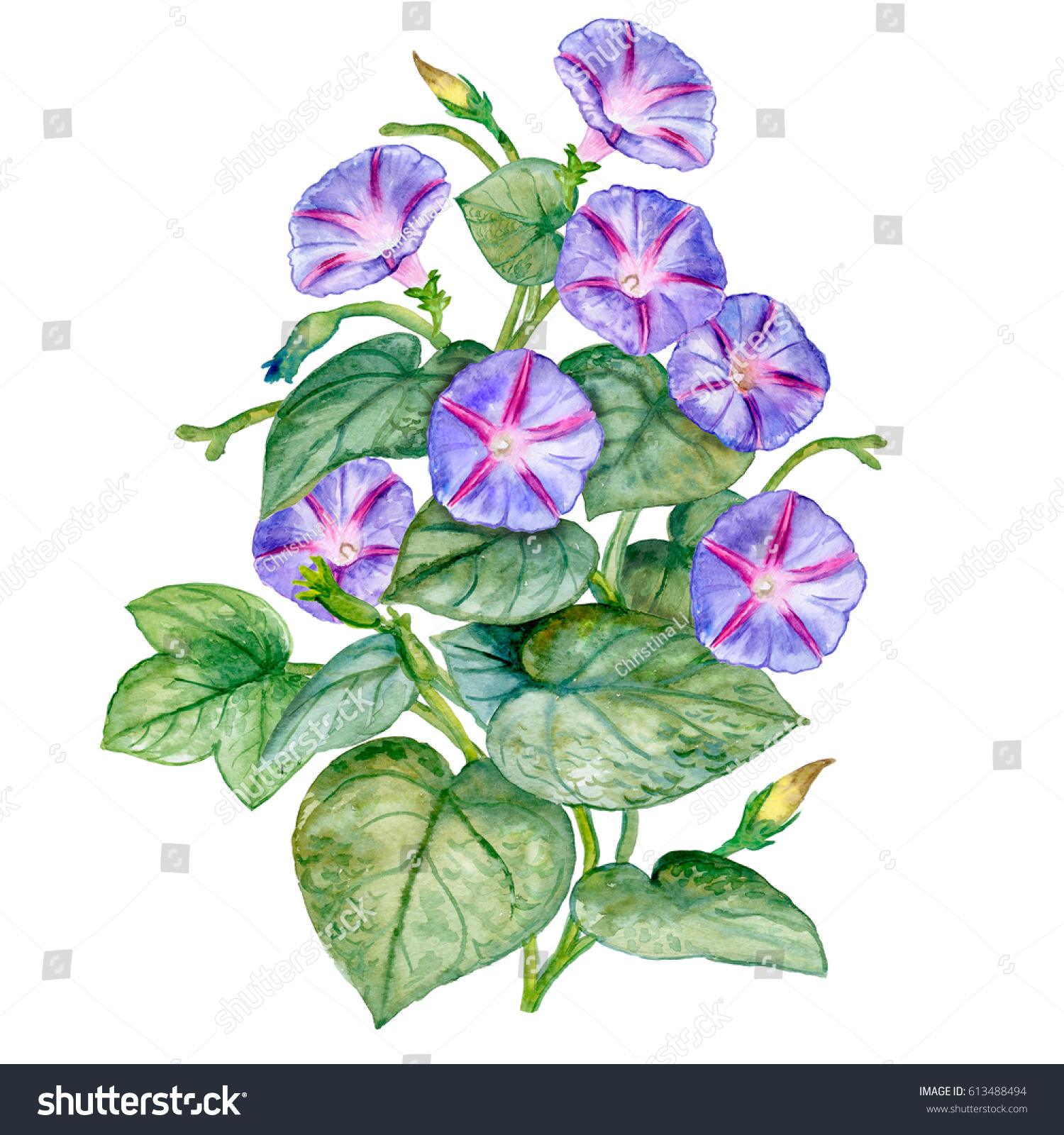 Flowers Morning Glory Ipomea Bouquet Watercolor Stock Illustration ...