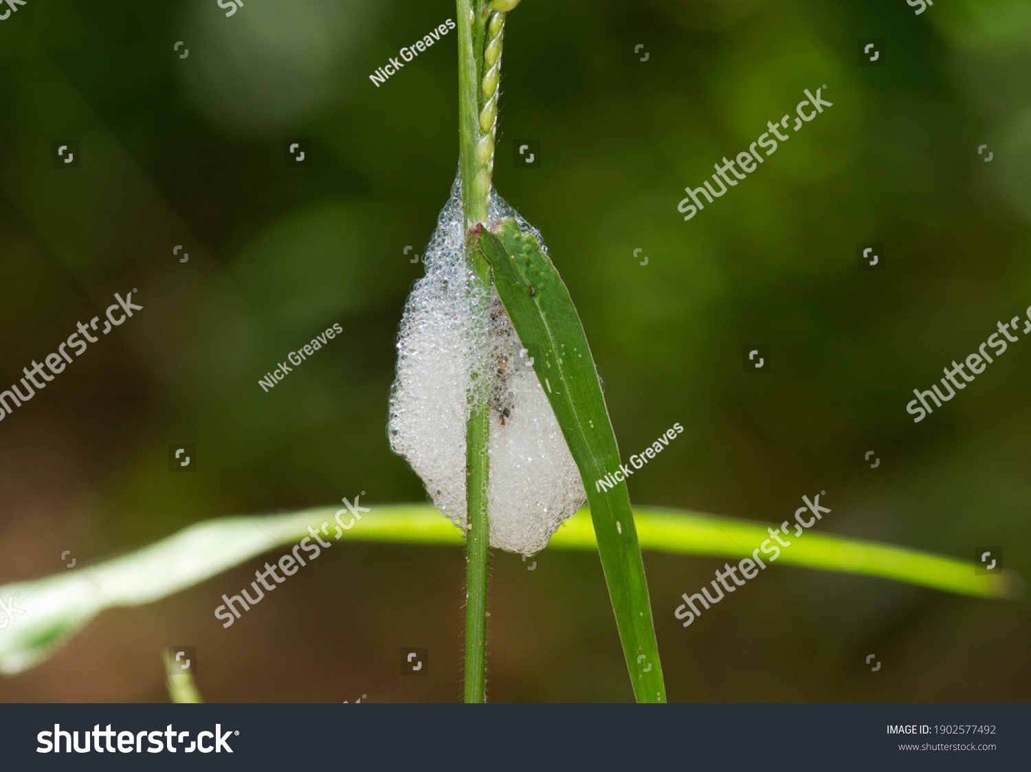 85 Sap feeders Images, Stock Photos & Vectors | Shutterstock