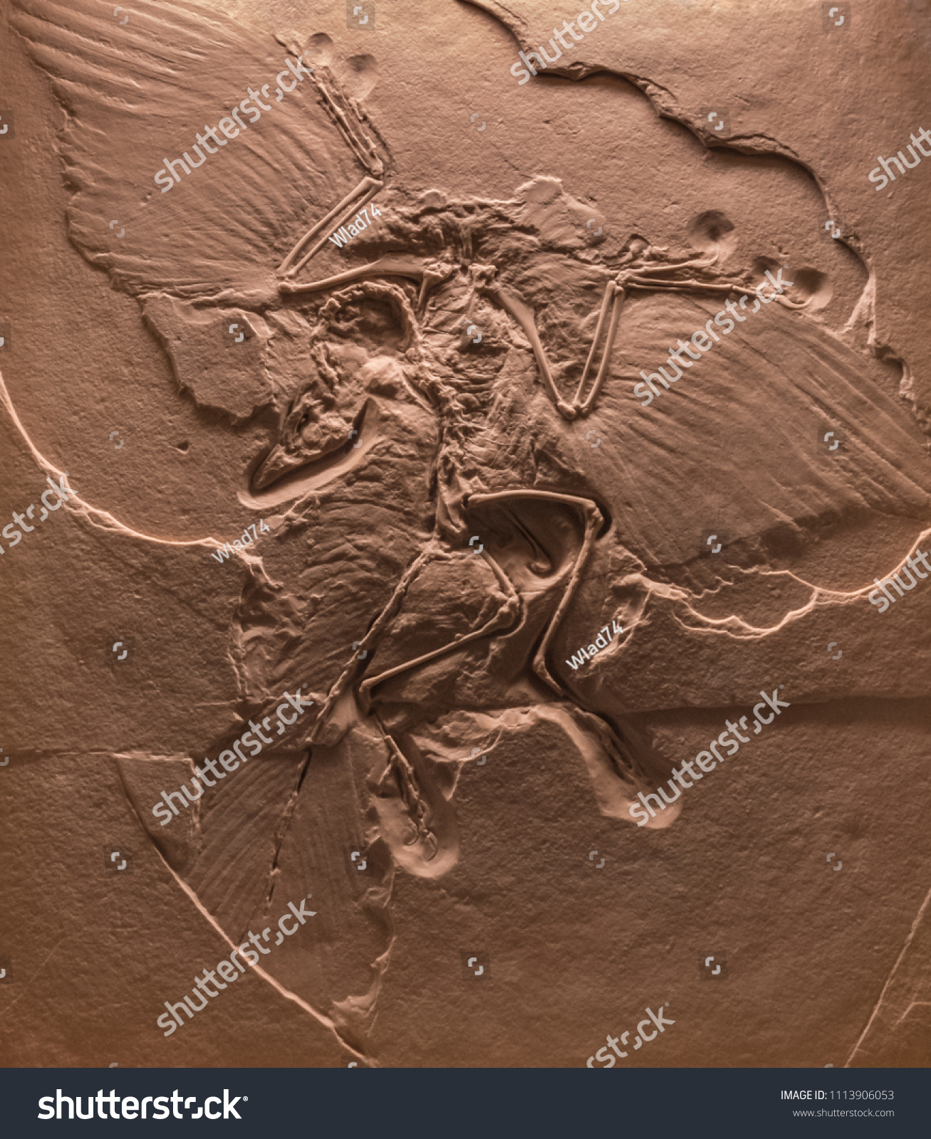石の中の始祖鳥骨格の化石 の写真素材 今すぐ編集