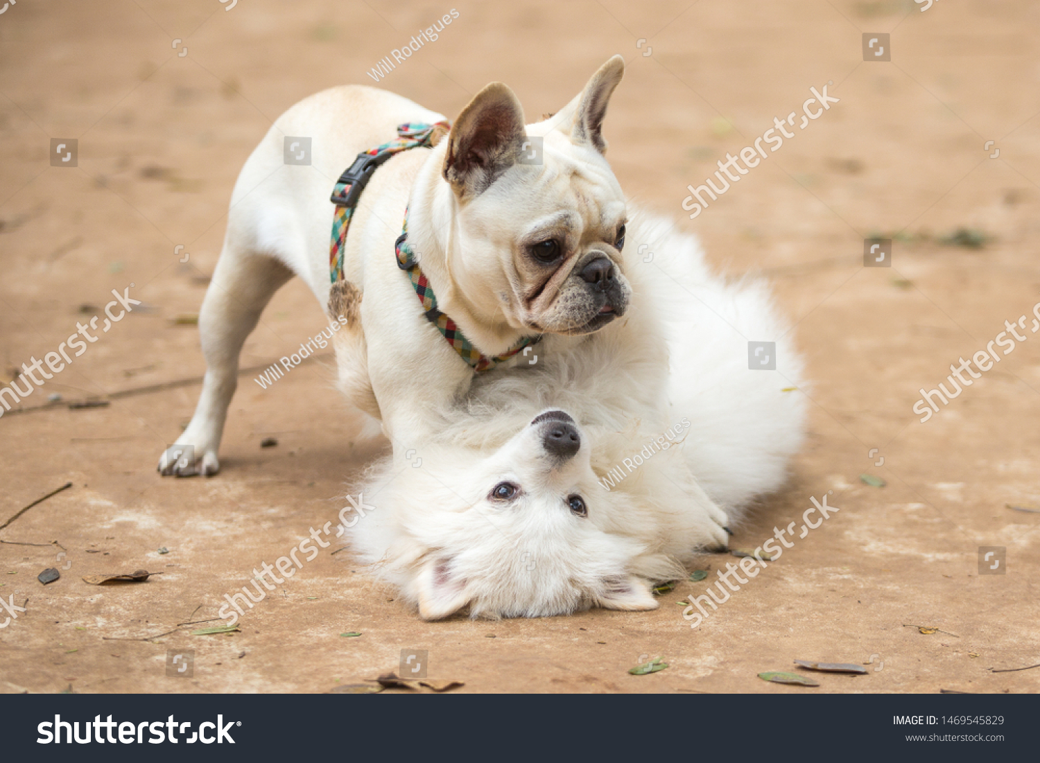 French Bulldog Pomeranian Lulu Playing Thre Stock Photo (Edit Now