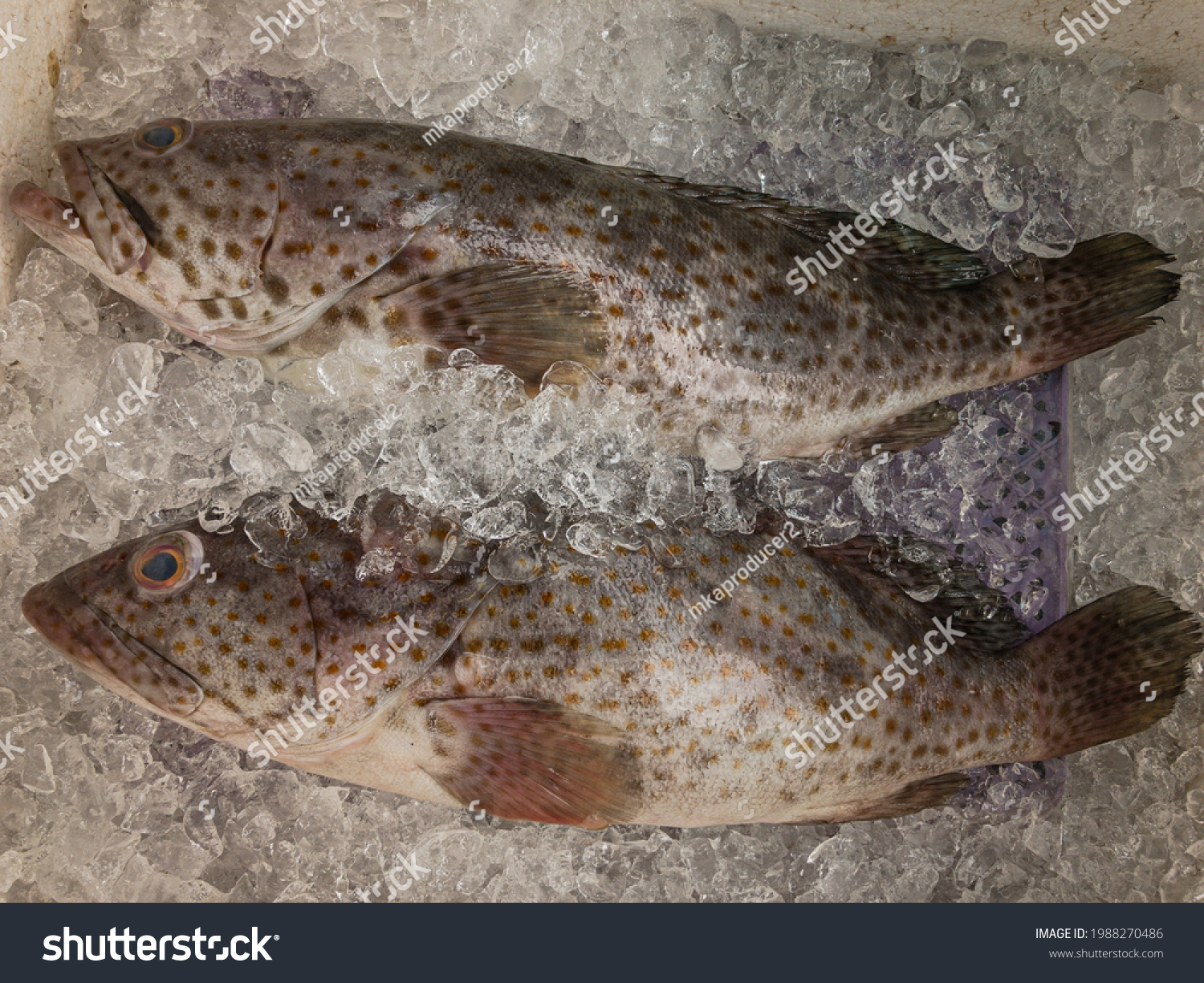 Ikan kerapu