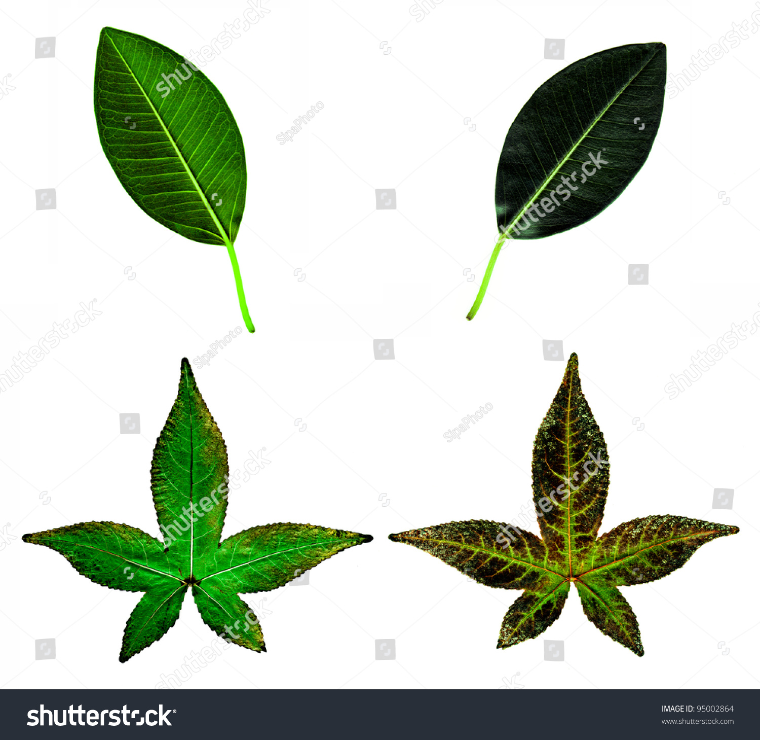 The Front And Back Of Two Different Types Of Leaves Stock Photo ...