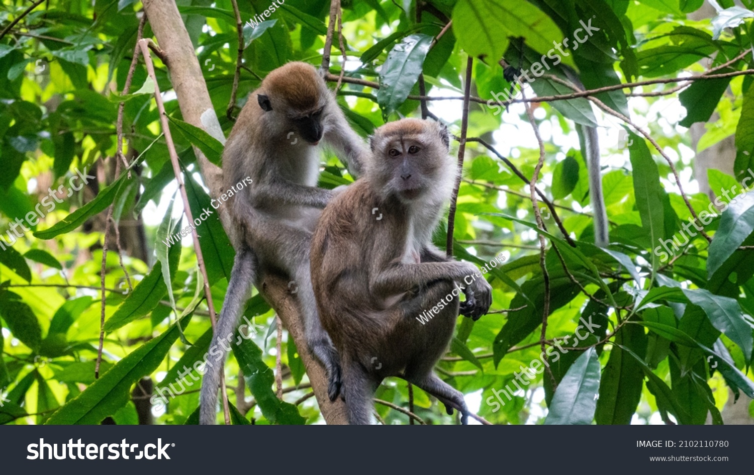 24,092 Tailed macaques Images, Stock Photos & Vectors | Shutterstock