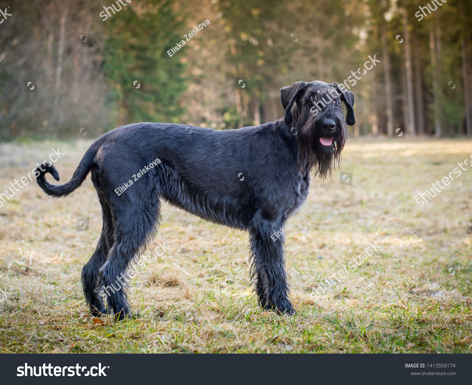 Giant Schnauzer Female 4 Years Old Stock Photo Edit Now 1413593174