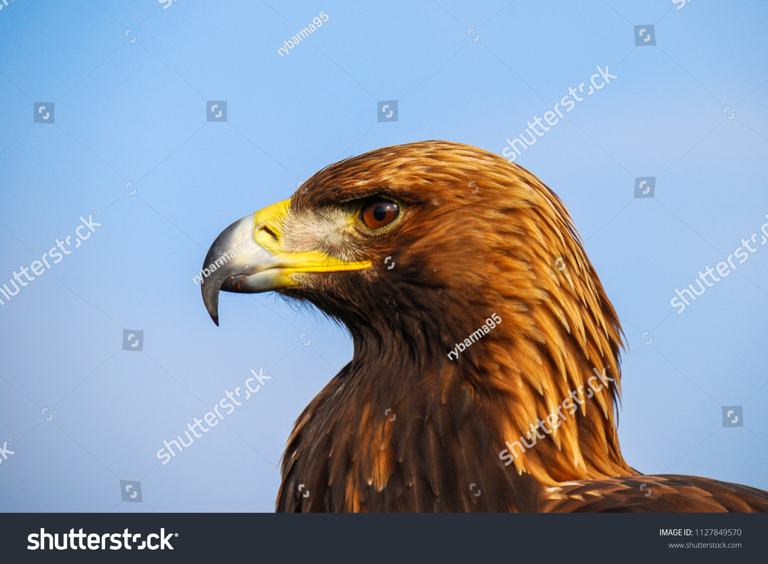 Golden Eagle Endangered Species Majestic Predator Stock