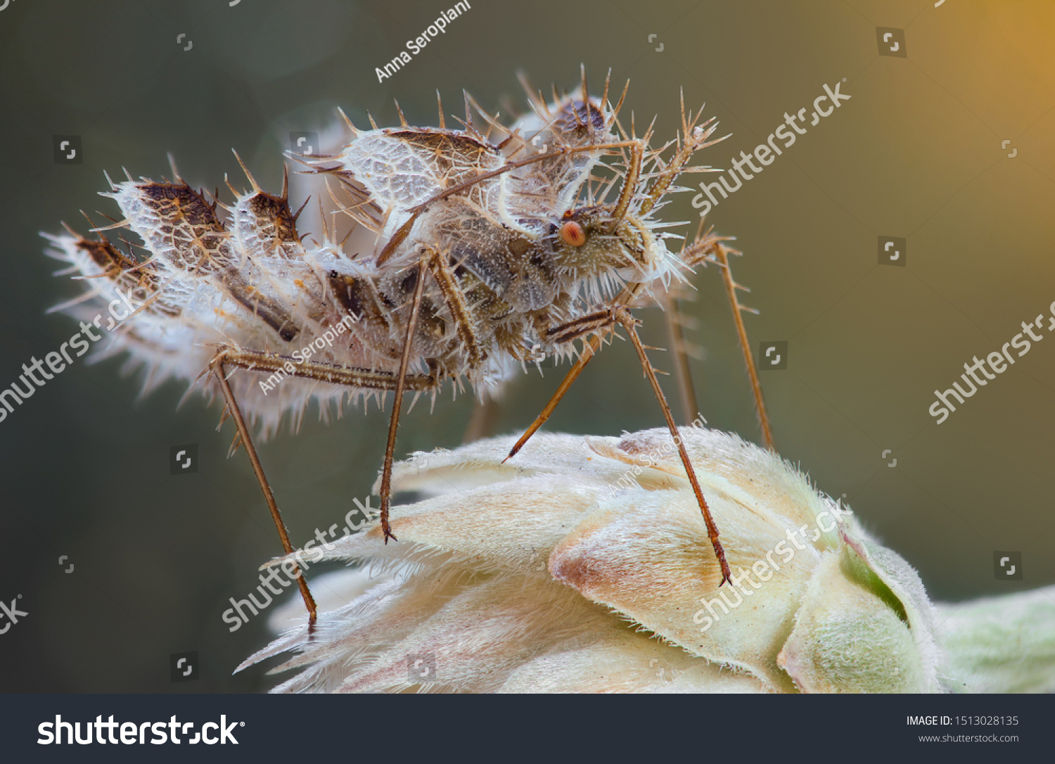 Golden Egg Bug Phyllomorpha Laciniata Females Stock Photo Edit Now