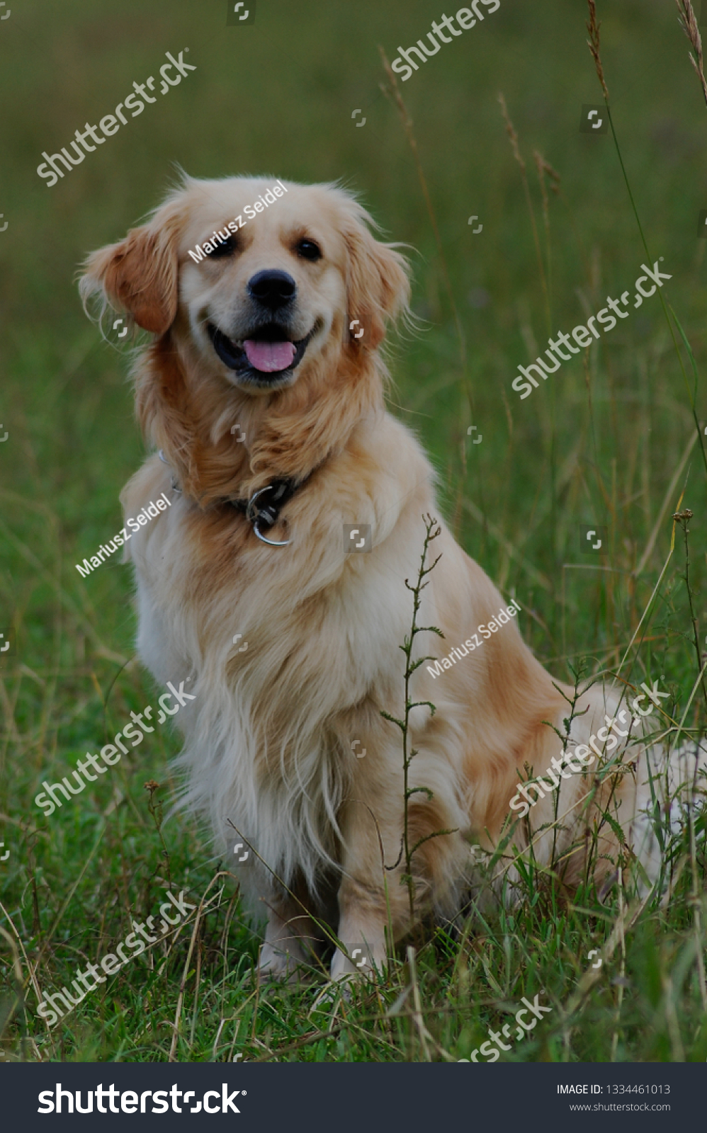 the retriever is one of the most popular dogs