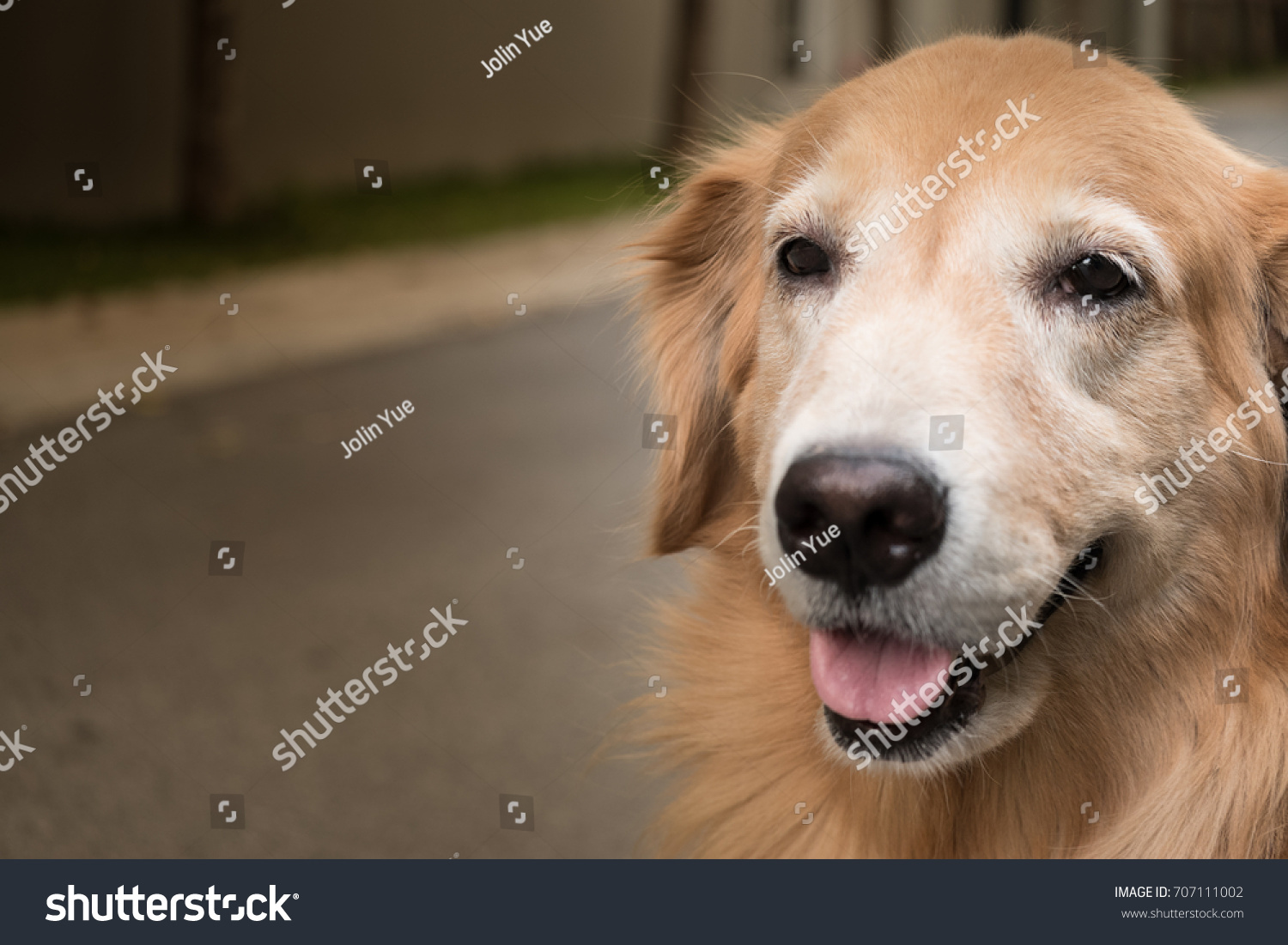 the retriever is one of the most popular dogs