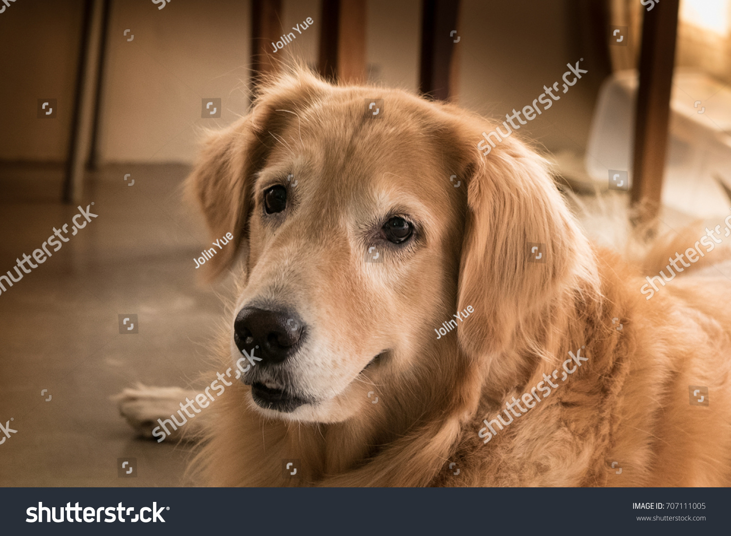 the retriever is one of the most popular dogs