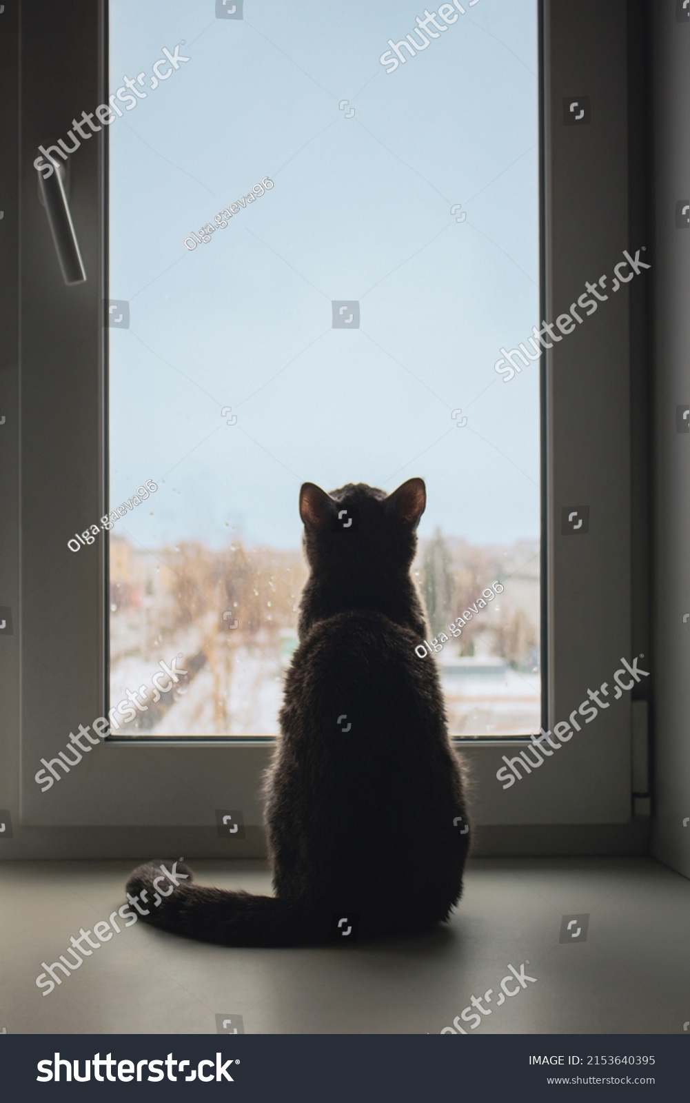 12,650 Indoor cat look out window Images, Stock Photos & Vectors ...