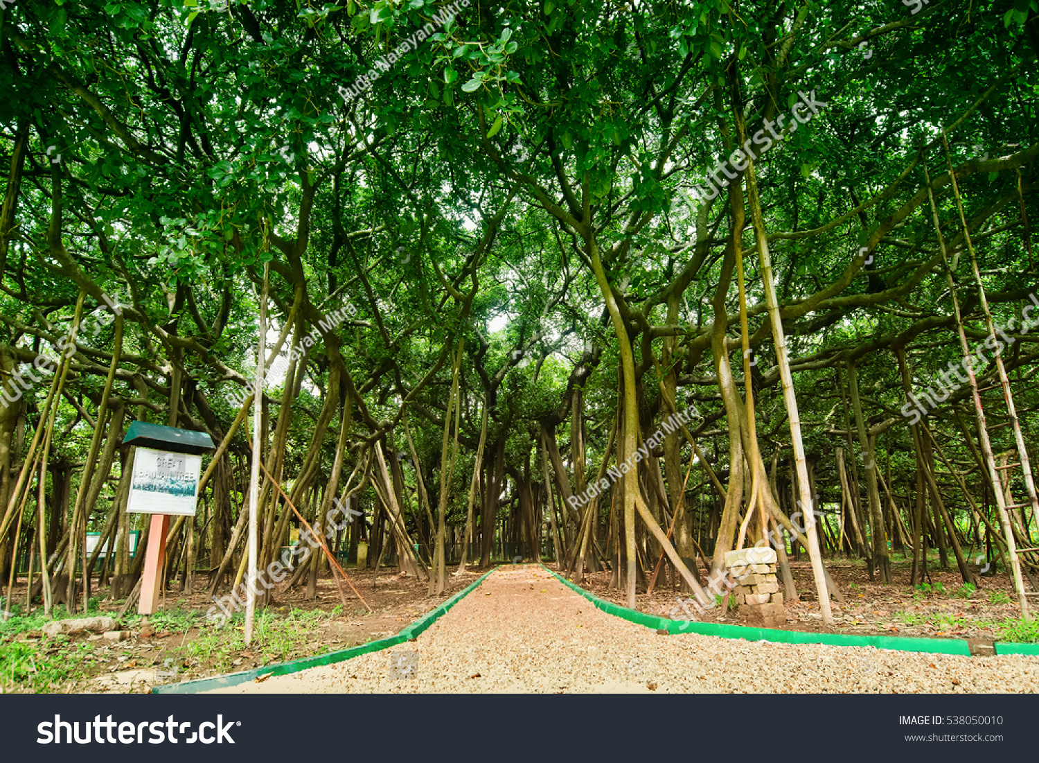 ficus benghalensis