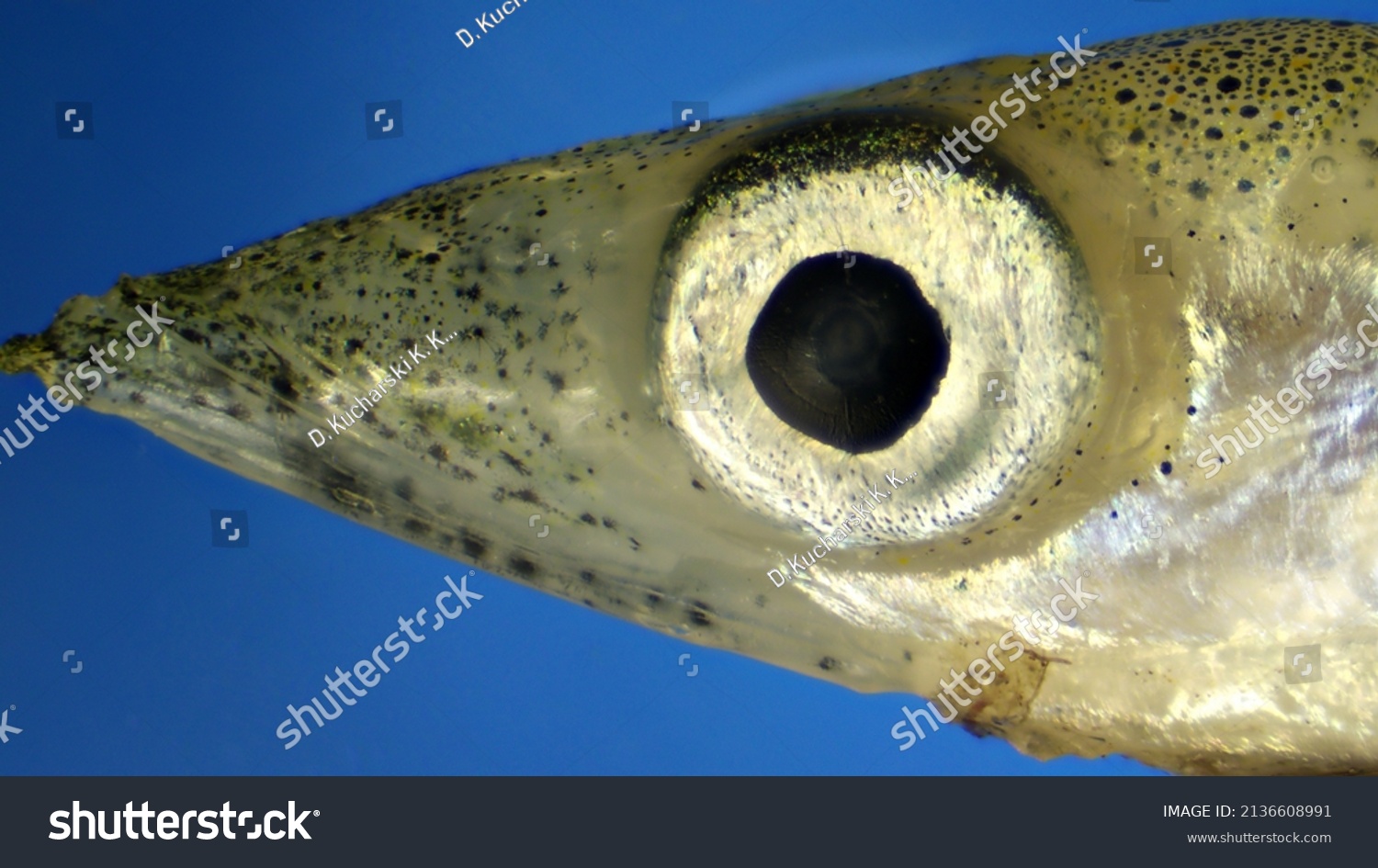 Great Sand Eel Hyperoplus Lanceolatus Under Stock Photo 2136608991 ...