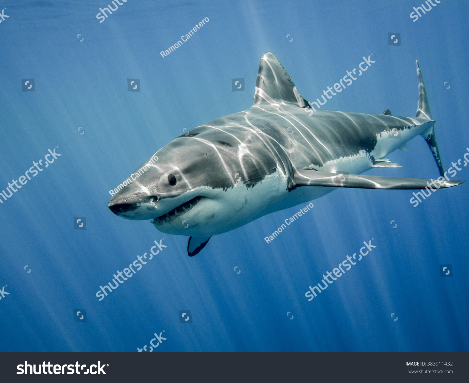 The Great White Shark In The Big Blue Stock Photo 383911432 : Shutterstock