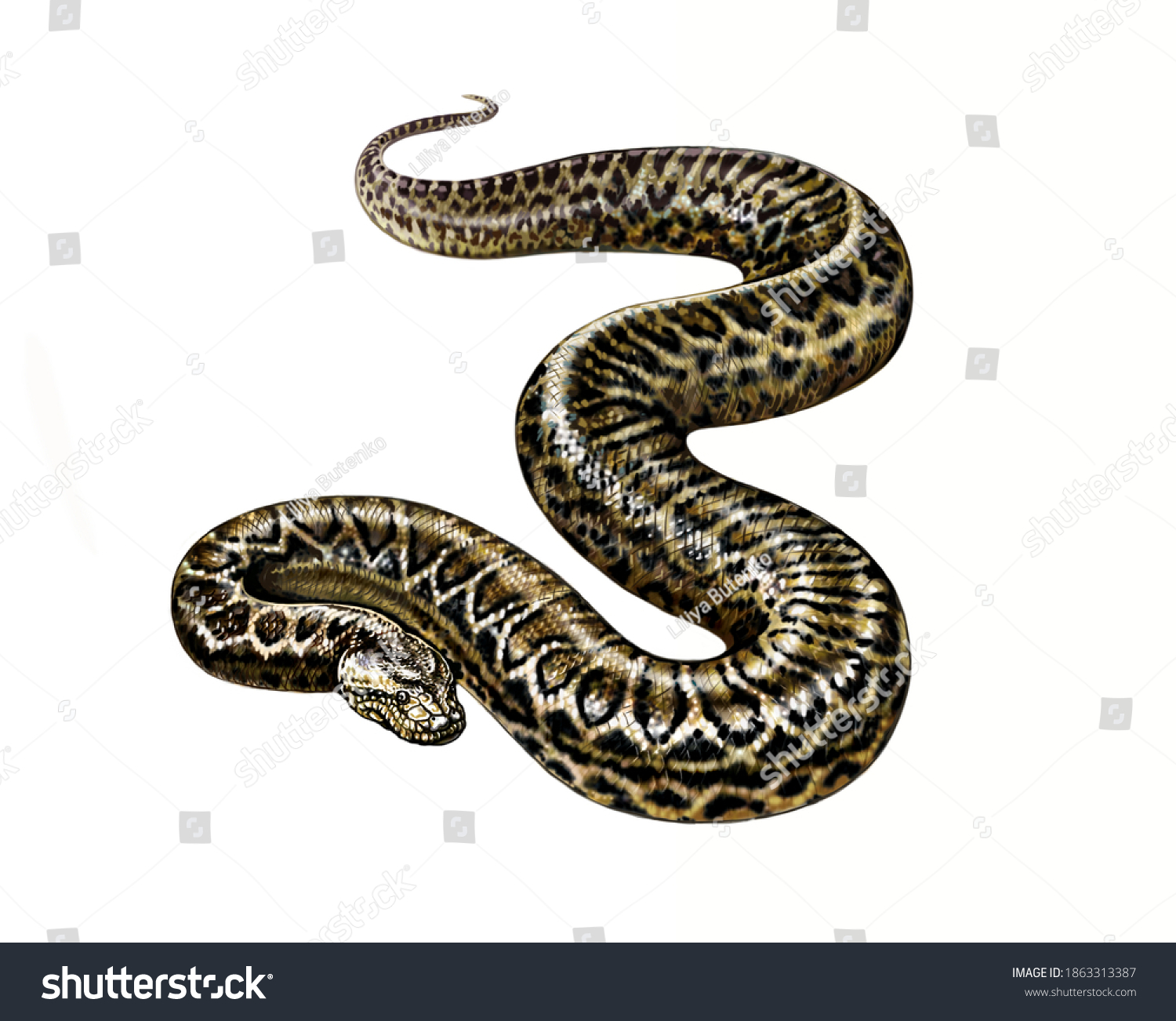 Green Anaconda Eunectes Murinus Realistic Drawing Stock Illustration