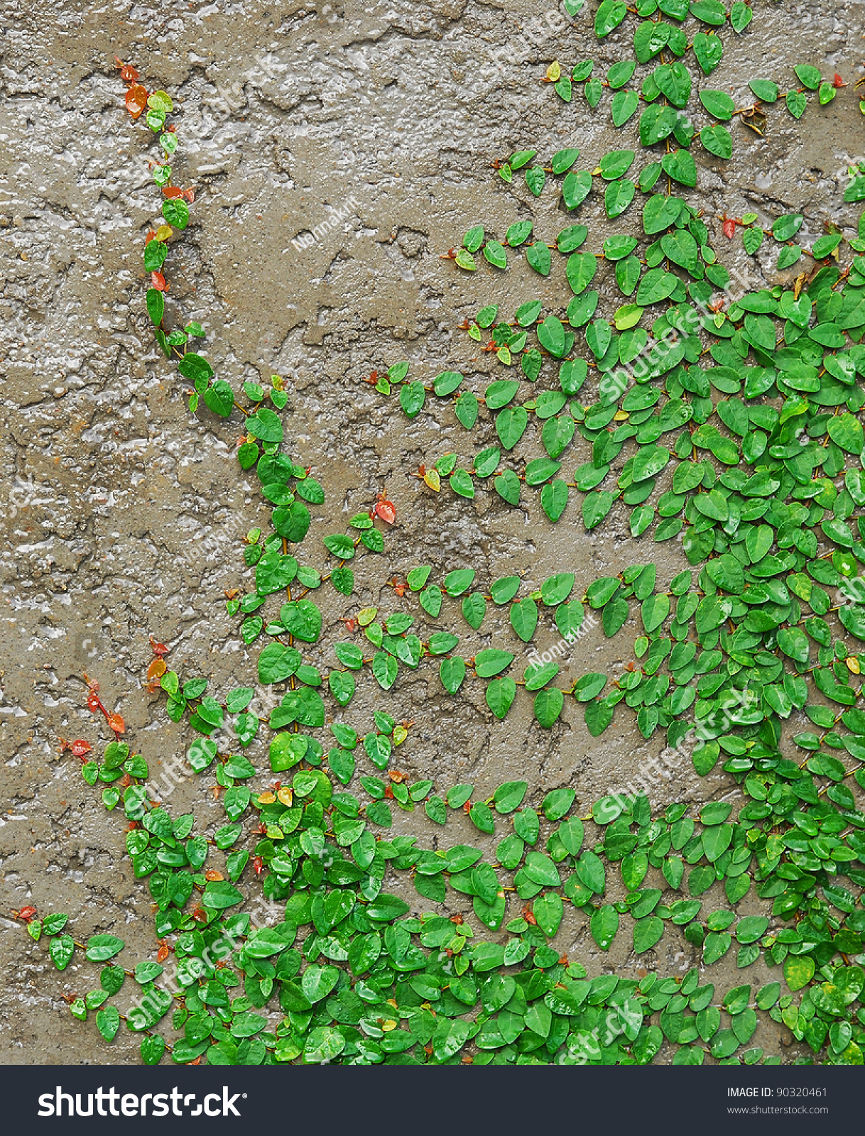 green creeper