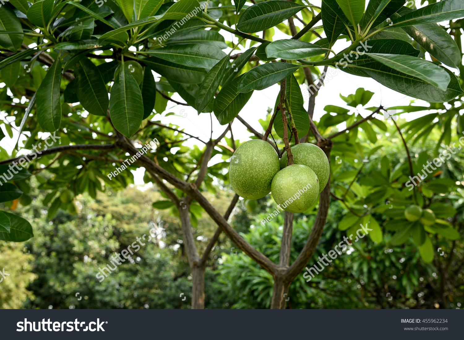 Bioinsecticides Images, Stock Photos & Vectors | Shutterstock