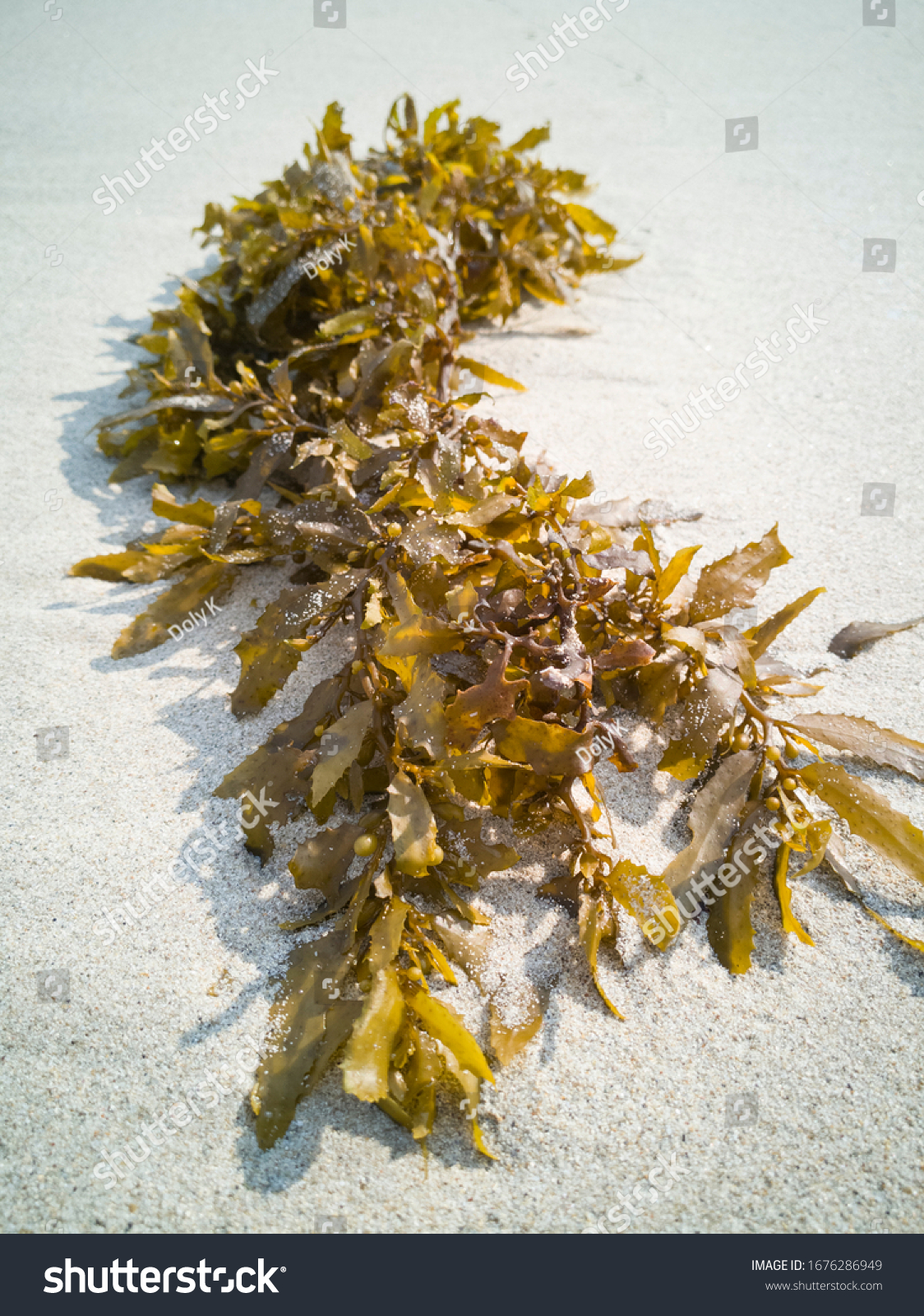 緑の海藻は 午後の日差しで白い砂浜の波に洗われた の写真素材 今すぐ編集