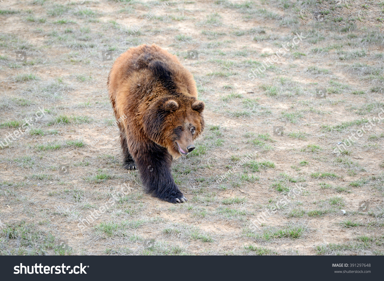 The Grizzly Bear While On California State Flag Has Been Extirpated From The Grizzly Bear While On California State Flag Has Been Extirpated From