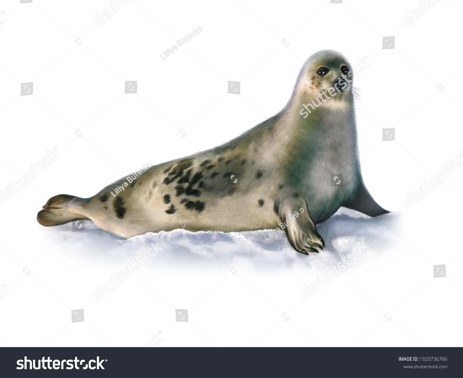 Harp Seal Pagophilus Groenlandicus Realistic Drawing Stock Illustration