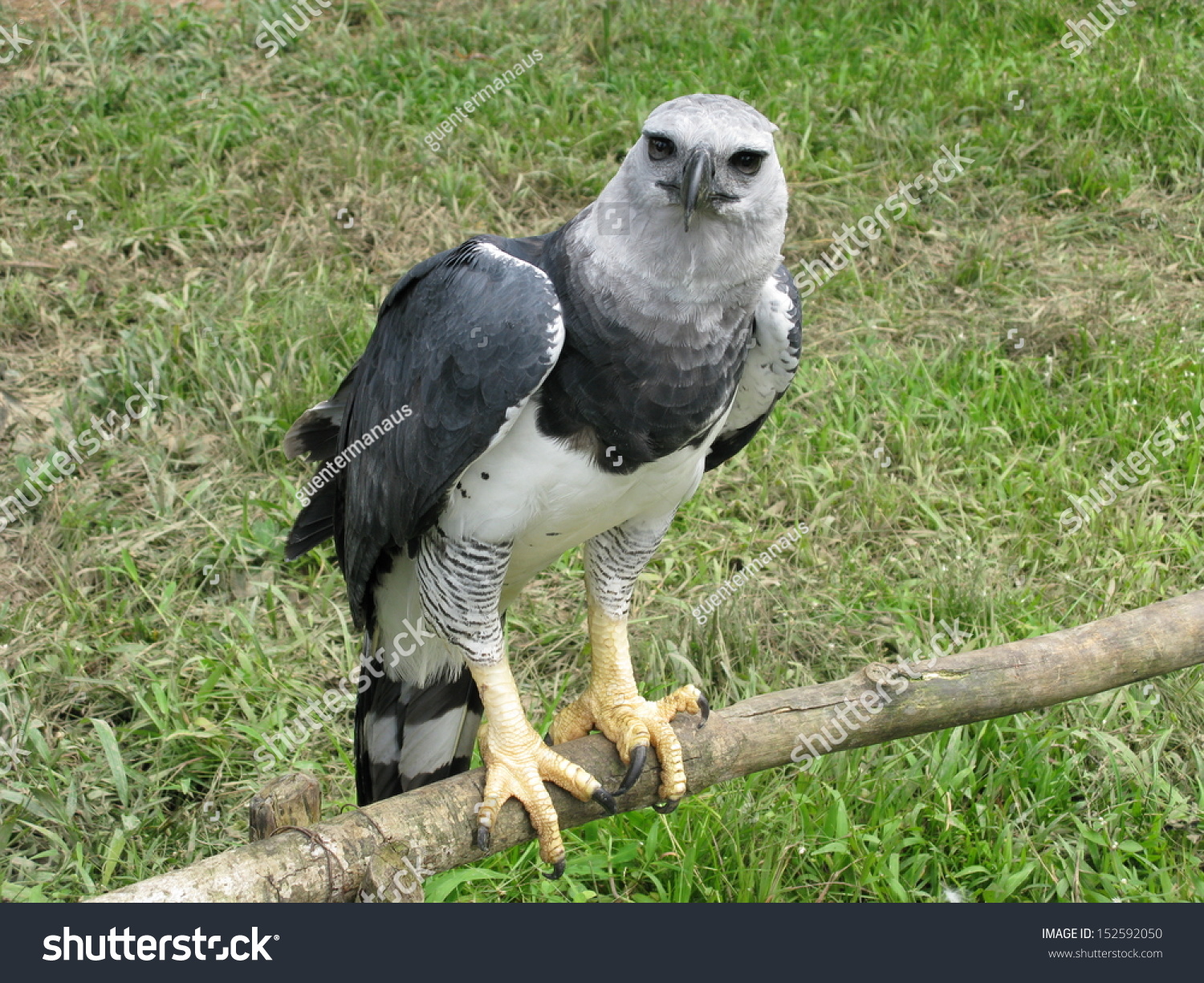 Harpy Eagle Harpia Harpyja Neotropical Species Stock Photo (Edit Now ...