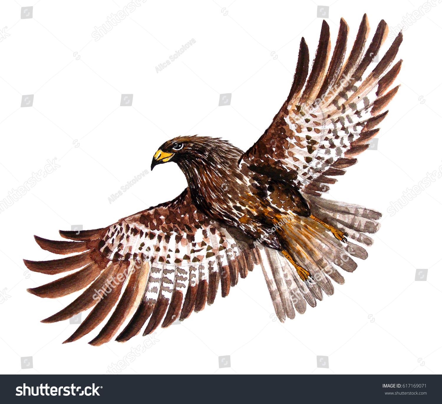 Hawk Painted Watercolor Hawk Flies Wings Stock Illustration
