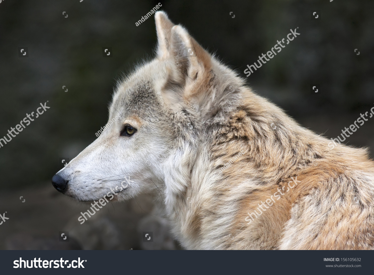 The Head And Neck Of A Polar Wolf Male. Eye To Eye With The Very ...