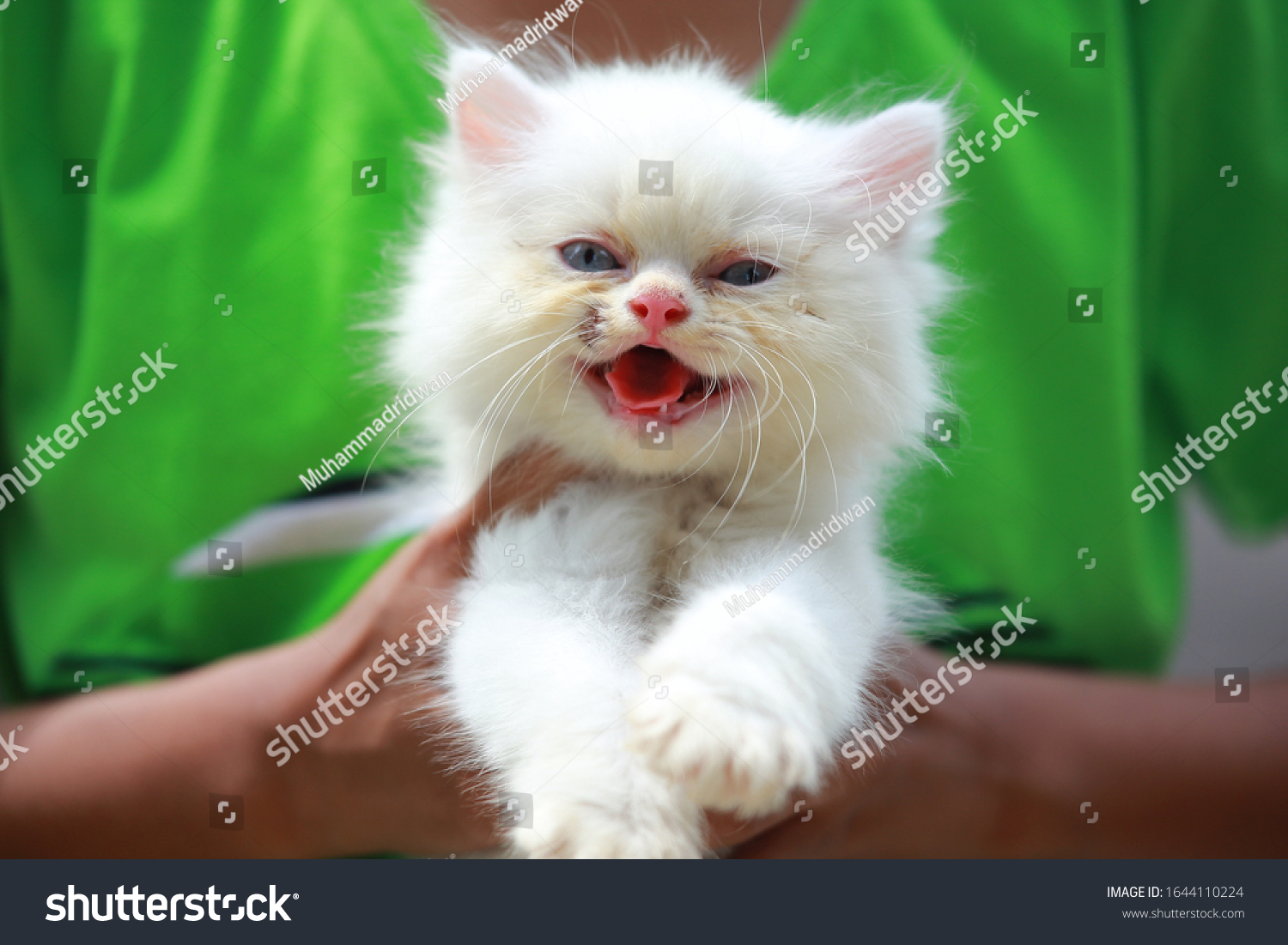 Head Photo Healthy Cat Cutties Face Stock Photo (Edit Now) 1644110224