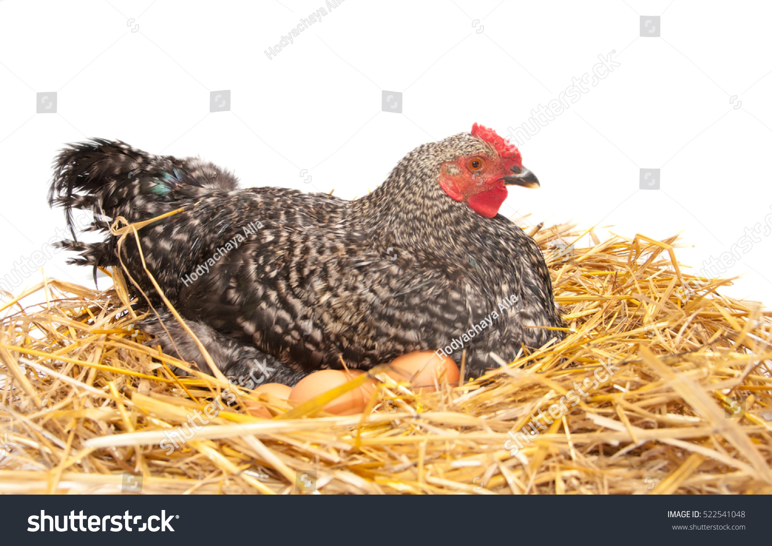 鶏は干し草の中の卵の上に座る 白い背景に の写真素材 今すぐ編集
