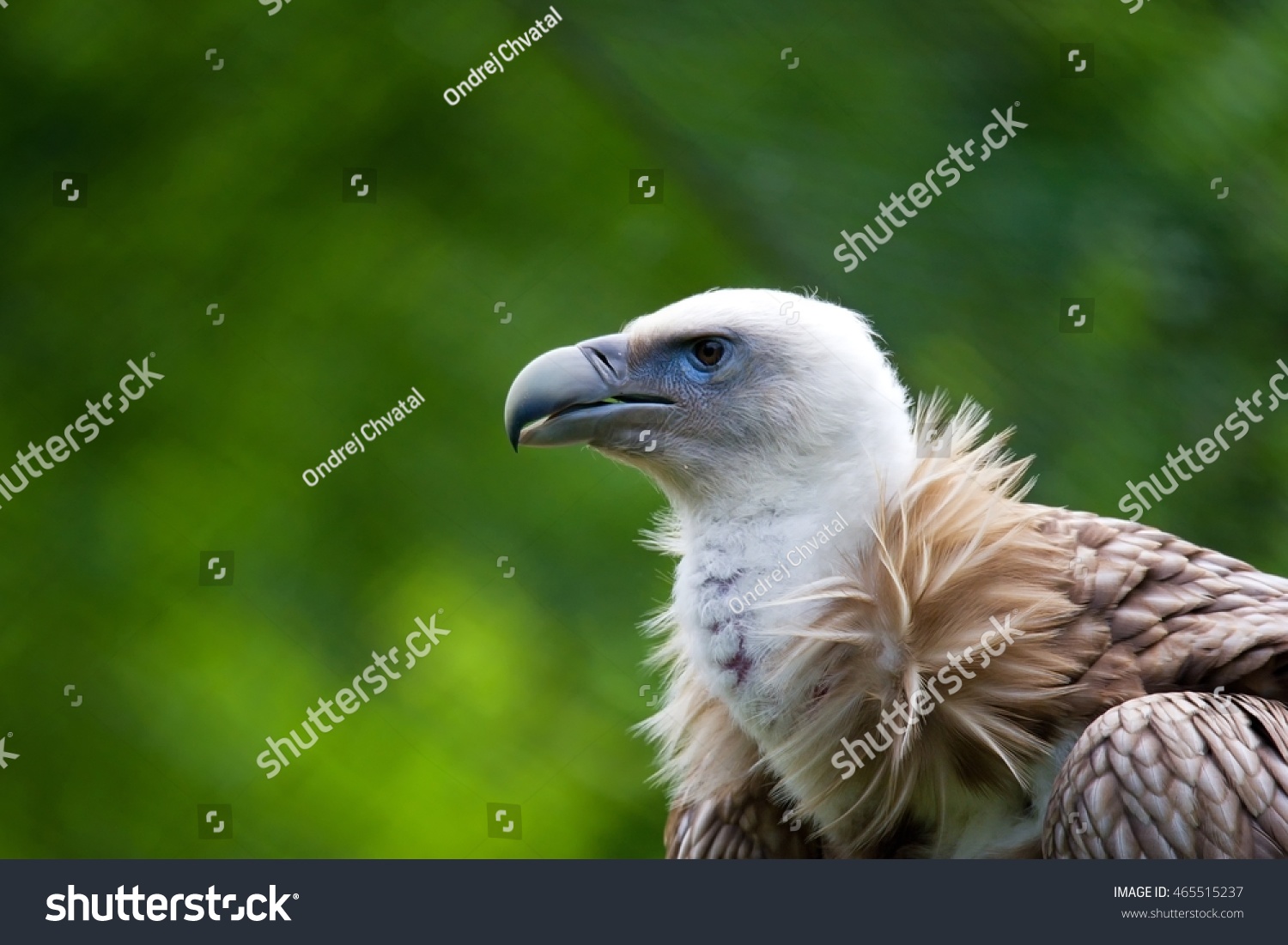 Himalayan Vulture Himalayan Griffon Vulture Gyps Stock Photo 465515237 ...