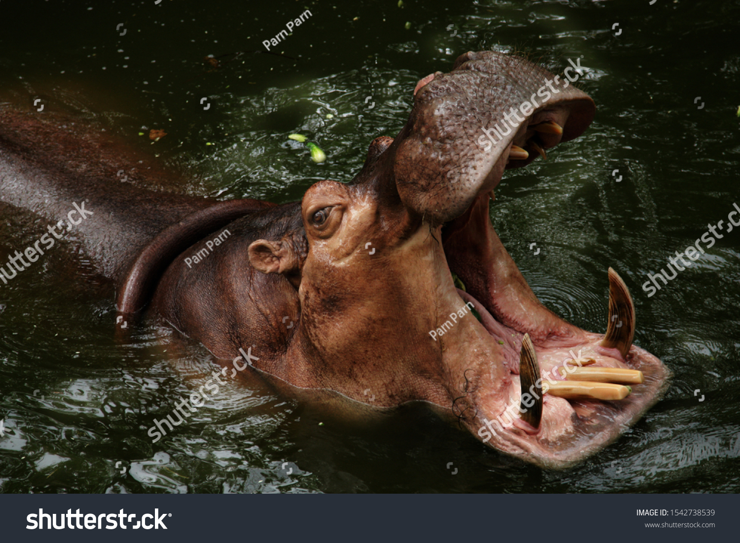 Hippopotamus Has Mouth Wide Open Waiting Stock Photo 1542738539