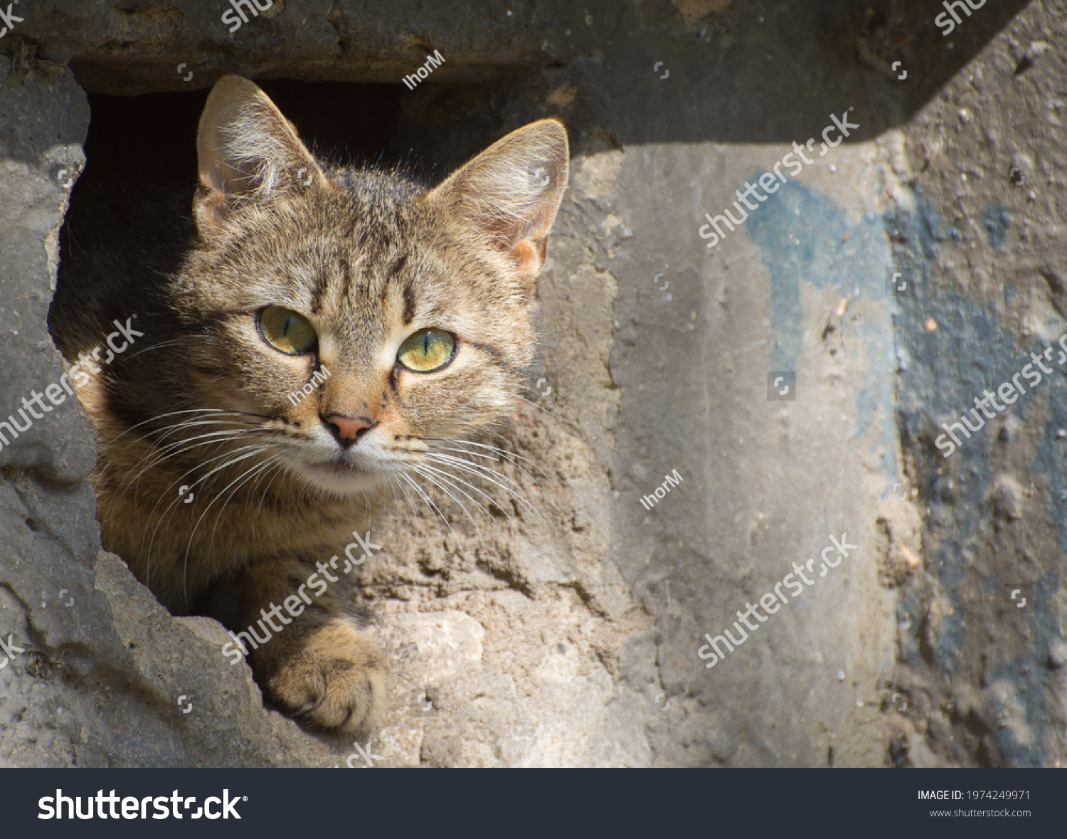 Homeless Cat Looks Out Basement Old Stock Photo Edit Now 1974249971