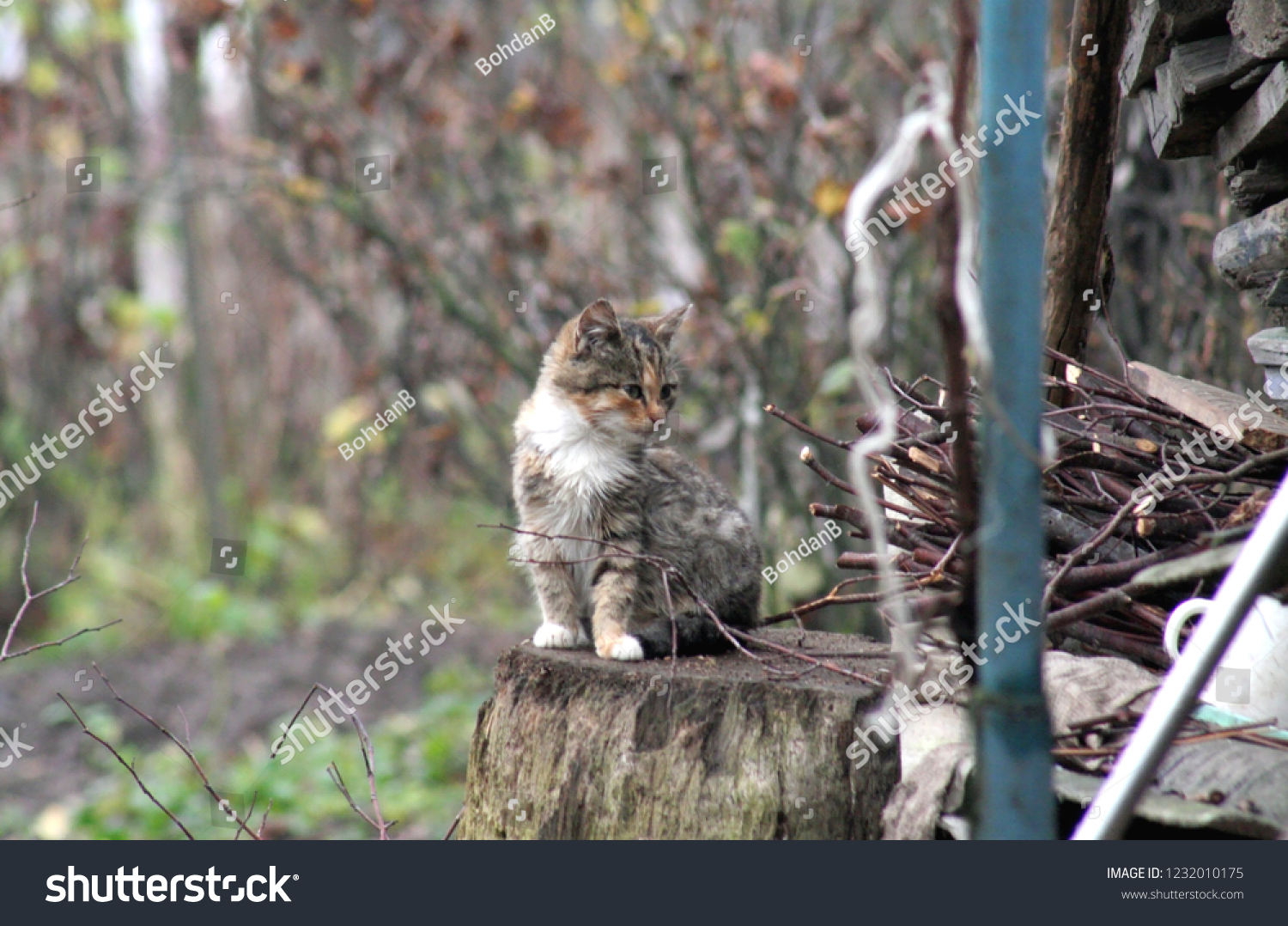 norwegian rain forest cat