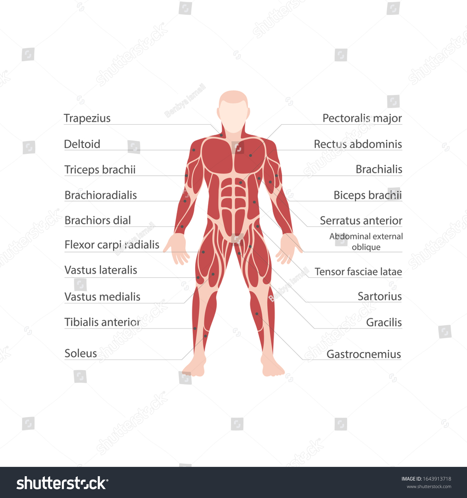 Muscle Names In Human Body : Human Body Diagram And Name Human Anatomy ...