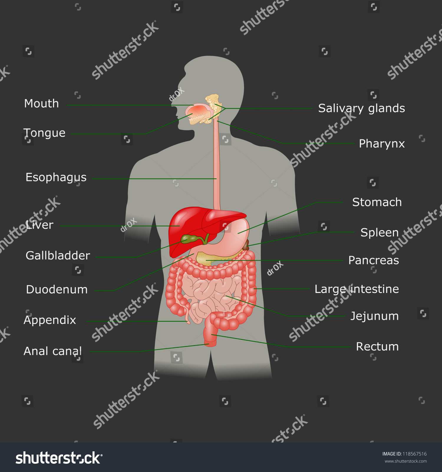 Human Digestive System Stock Illustration 118567516 - Shutterstock