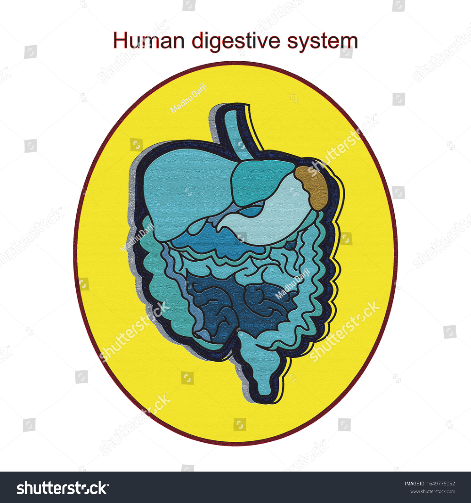 Human Digestive System Consists Gastrointestinal Tract Stock